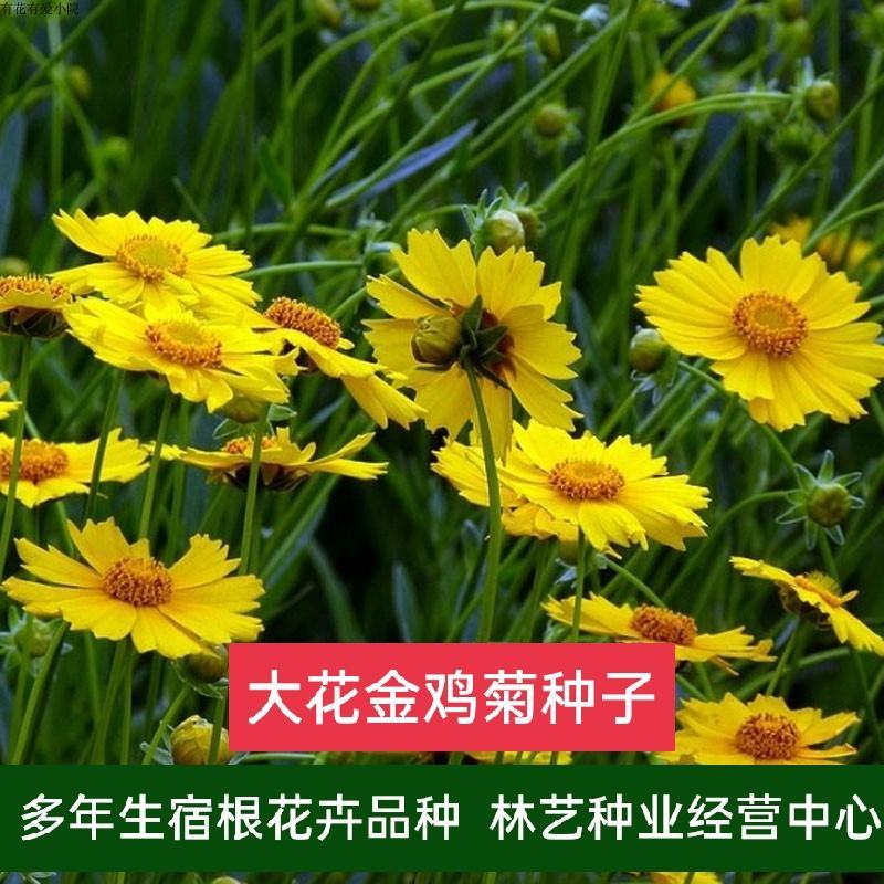 大花金鸡菊种子四季种野菊花种子花海绿化多年生宿根种子