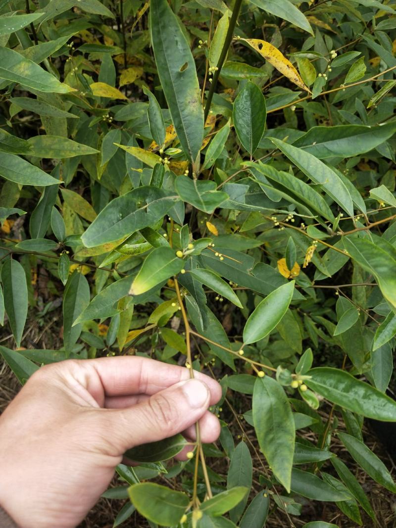 木姜子苗山鸡椒苗,，