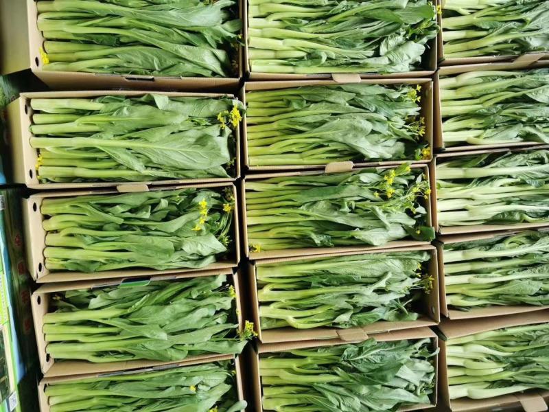 菜心、连州菜心大量上市基地直供、价格优惠、酒店、特产店、