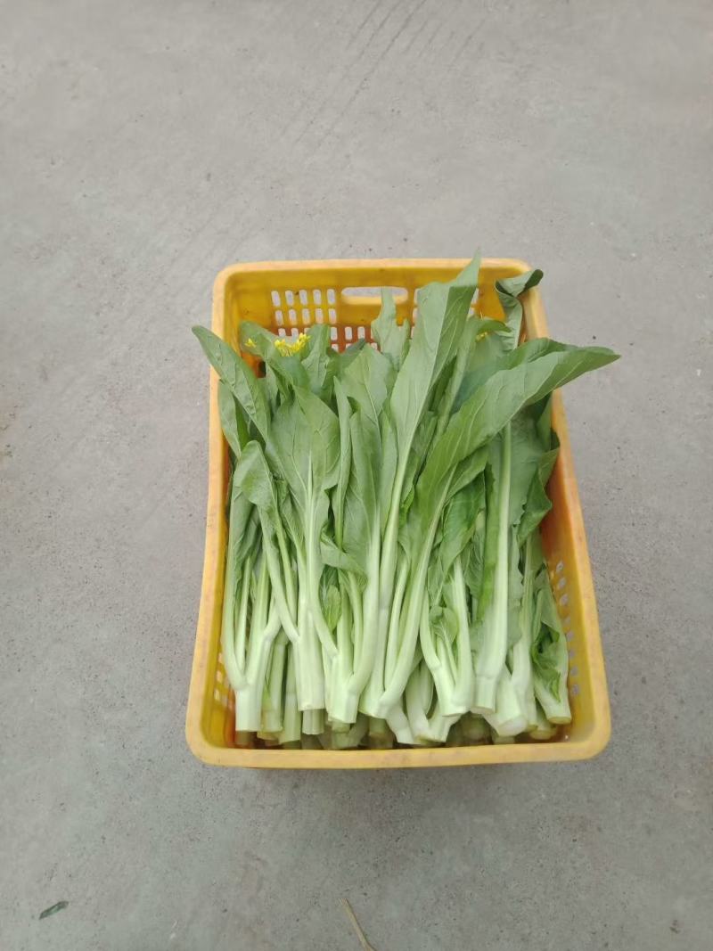 菜心、基地大量供应连州菜心上市中价格优惠