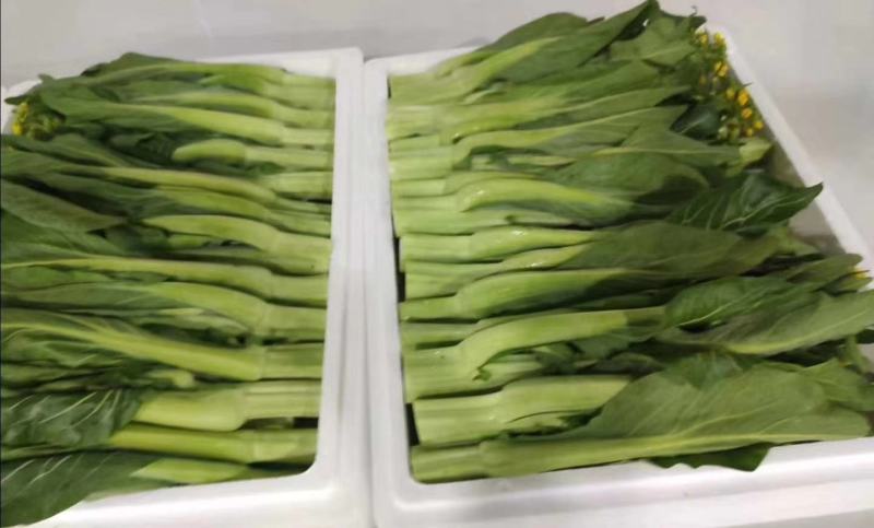 菜心、基地大量供应连州菜心上市中价格优惠