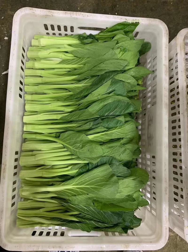 菜心、基地大量供应连州菜心上市中价格优惠