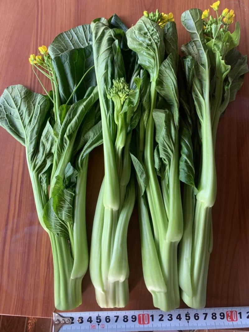 菜心、基地大量供应连州菜心上市中价格优惠
