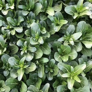 菜心、基地大量供应连州菜心上市中价格优惠