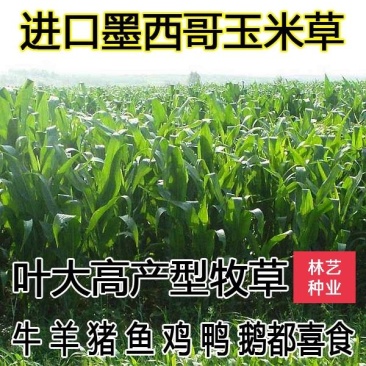 墨西哥玉米草种子四季养殖多年生再生进口猪牛羊兔畜禽