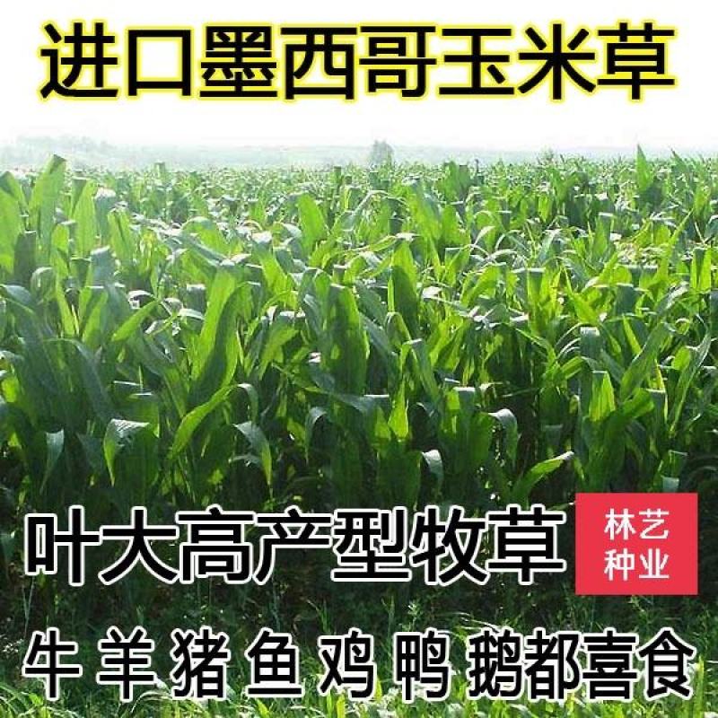墨西哥玉米草种子四季养殖多年生再生进口猪牛羊兔畜禽