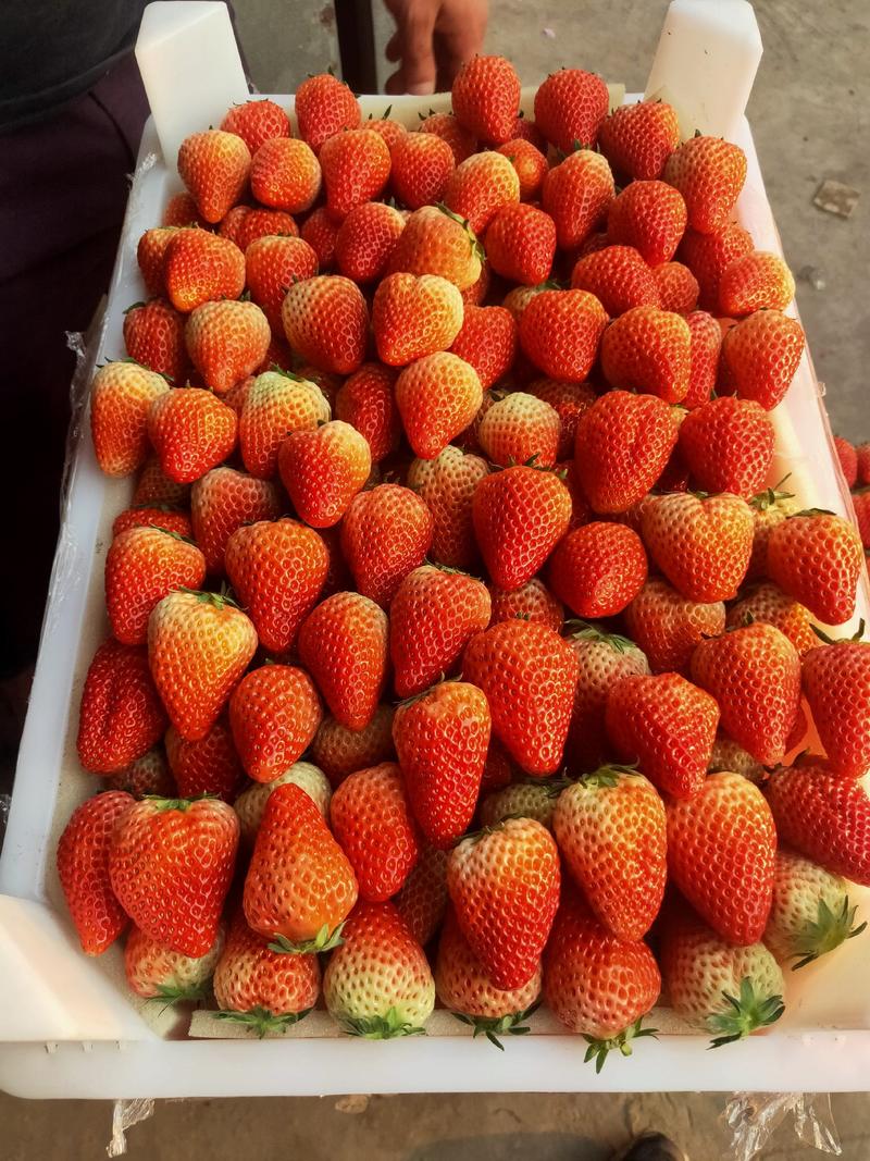 长丰红颜草莓专业代办大量供应红颜草莓承接全国各地客商老板