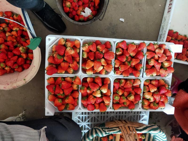 长丰红颜草莓专业代办大量供应红颜草莓承接全国各地客商老板