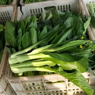 菜心、连州菜心、宁夏菜心、二号菜心基地直供、价格优惠、