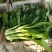 菜心、连州菜心、宁夏菜心、二号菜心基地直供、价格优惠、
