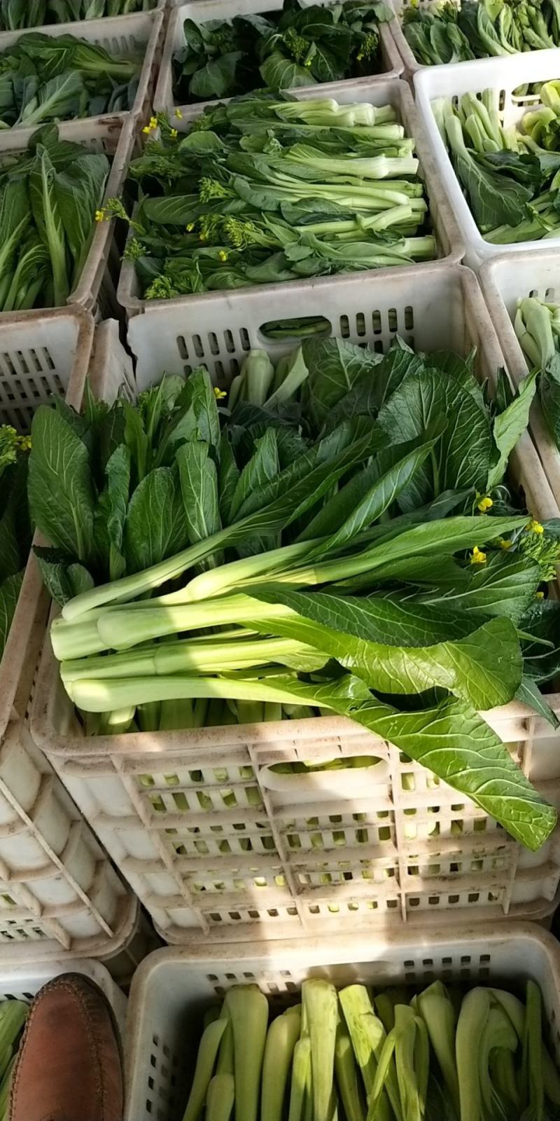 菜心、连州菜心、宁夏菜心、二号菜心基地直供、价格优惠、