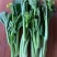 菜心、连州菜心、宁夏菜心、二号菜心基地直供、价格优惠、