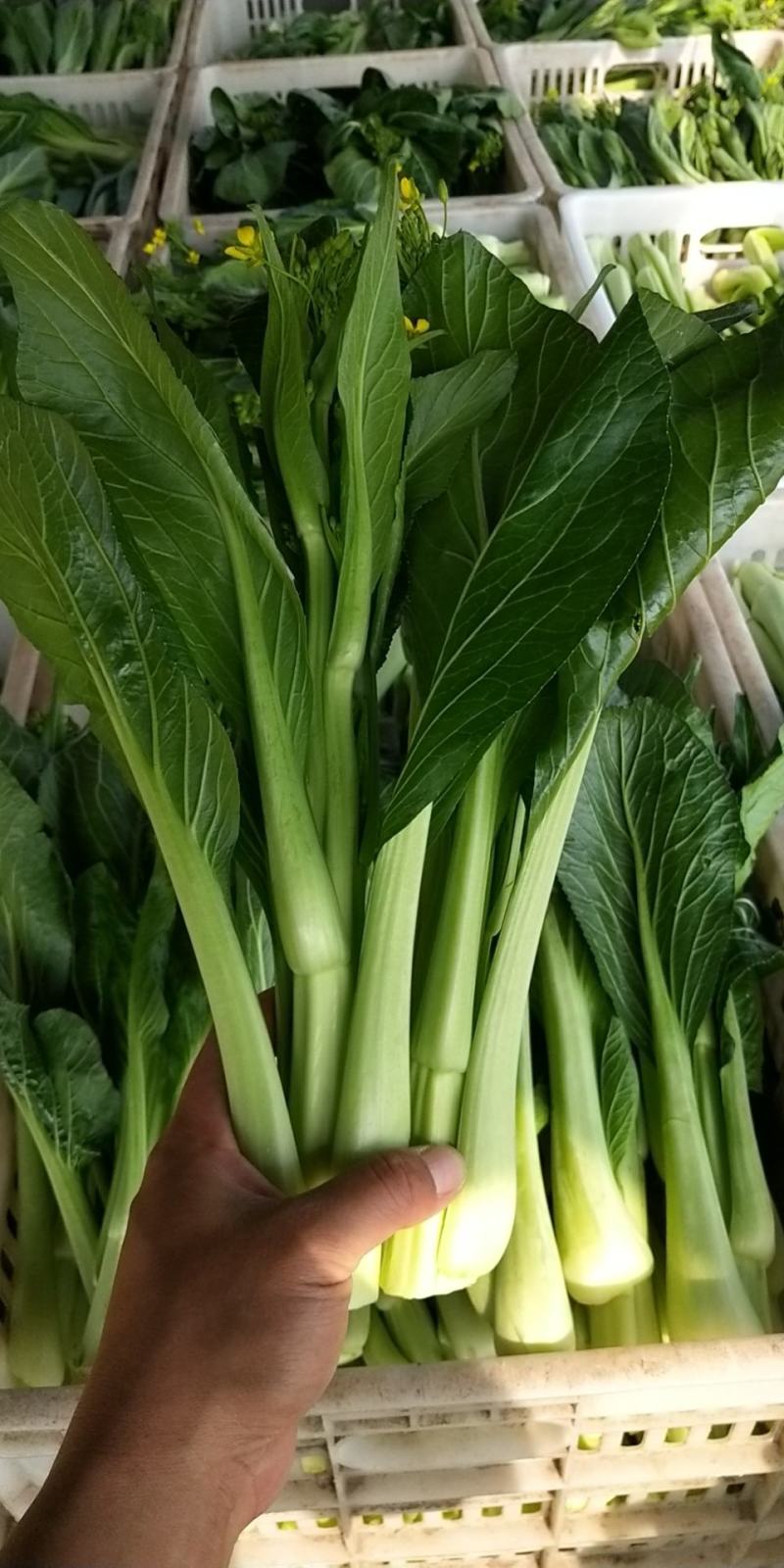 菜心、连州菜心、宁夏菜心、二号菜心基地直供、价格优惠、