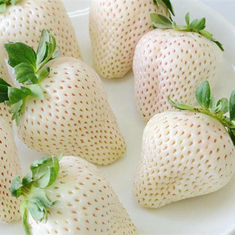 章姬草莓红颜草莓四季草莓苗盆栽现挖现发南北方当年结果栽培