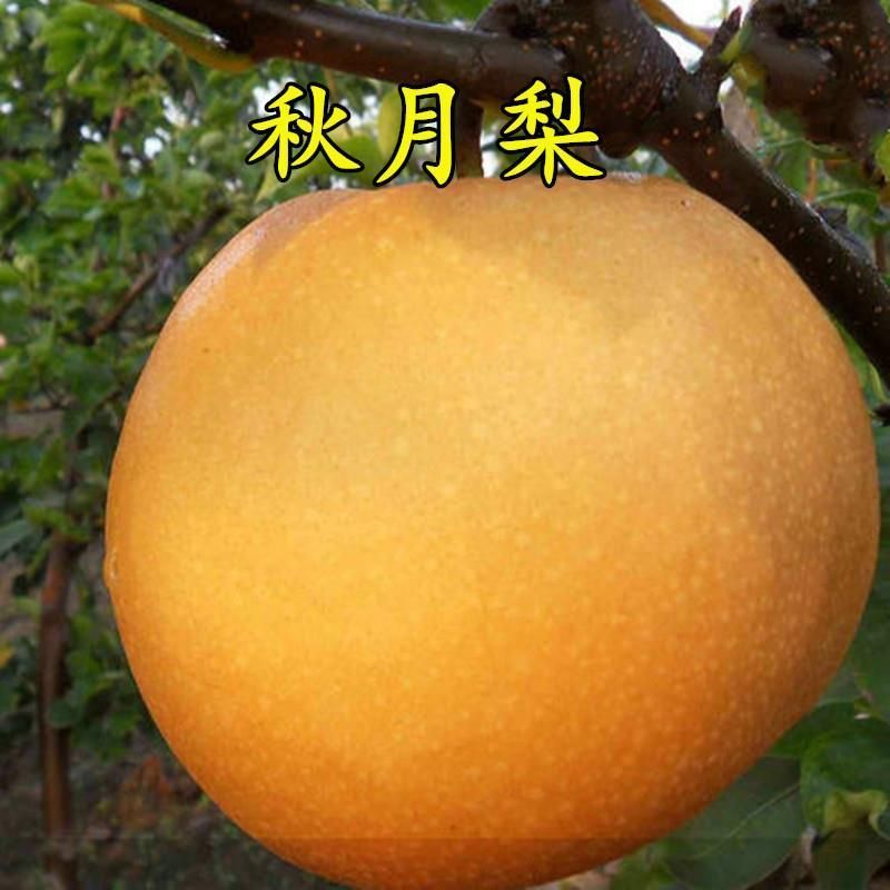 秋月梨树苗香水梨苗产量高个体特大核小成熟晚