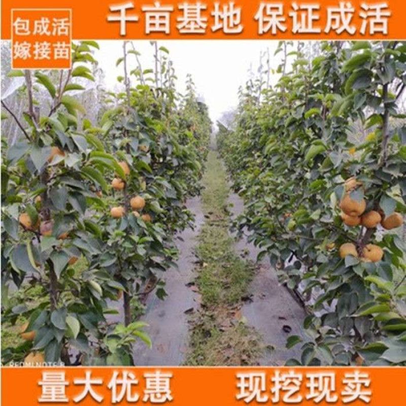 秋月梨树苗香水梨苗产量高个体特大核小成熟晚