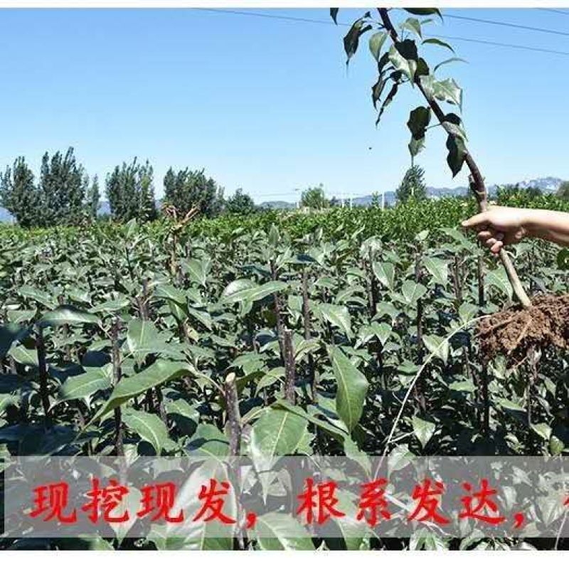 秋月梨树苗香水梨苗产量高个体特大核小成熟晚
