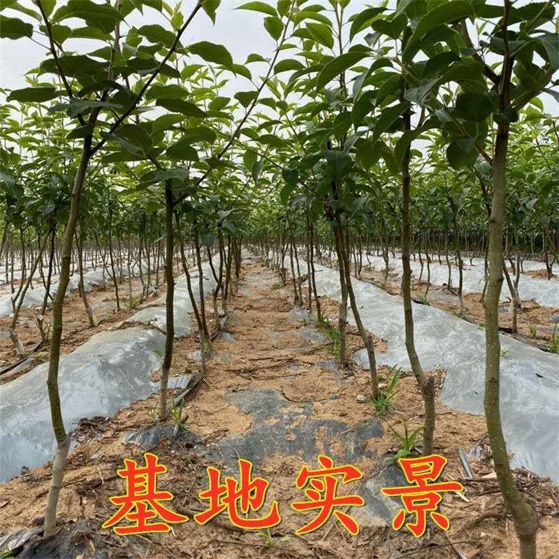 秋月梨树苗香水梨苗产量高个体特大核小成熟晚
