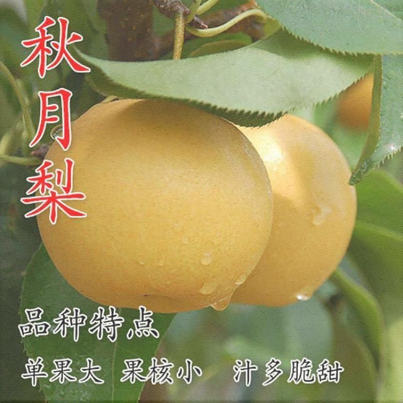 秋月梨树苗香水梨苗产量高个体特大核小成熟晚