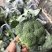 西兰花湖北枝江西兰花基地直发一手货源支持配货