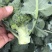 西兰花湖北枝江西兰花基地直发一手货源支持配货