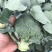 西兰花湖北枝江西兰花基地直发一手货源支持配货