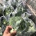 西兰花湖北枝江西兰花基地直发一手货源支持配货