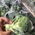 西兰花湖北枝江西兰花基地直发一手货源支持配货