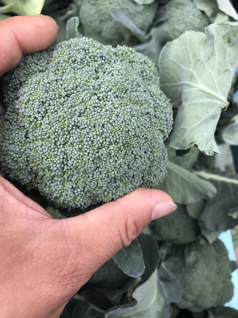 西兰花湖北枝江西兰花基地直发一手货源支持配货