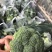 西兰花湖北枝江西兰花基地直发一手货源支持配货