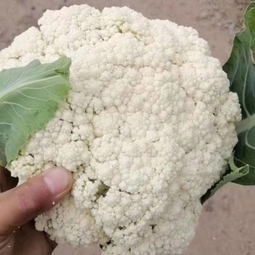 自己种的有机花菜。没有中间费用大量上市中