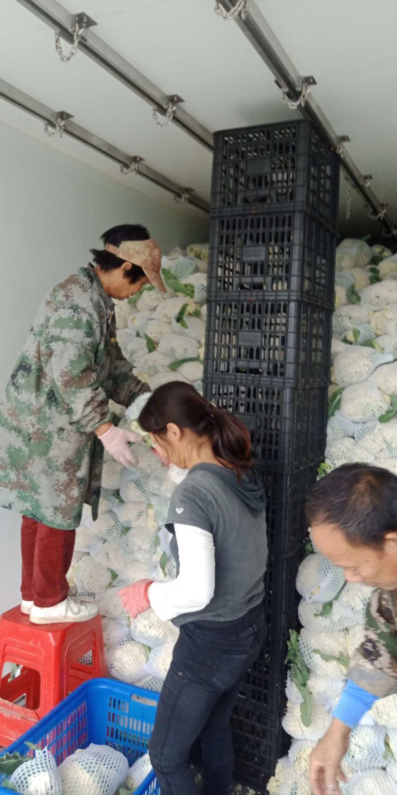 湖北湖北精品散花，松花菜，保质保量，需全国客商长期合作
