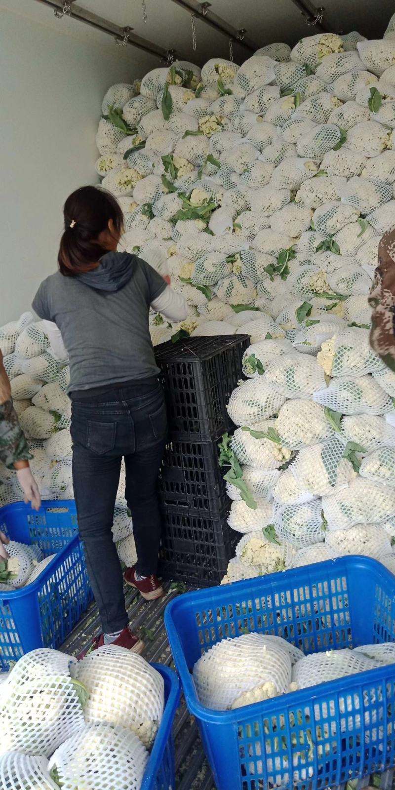 湖北湖北精品散花，松花菜，保质保量，需全国客商长期合作
