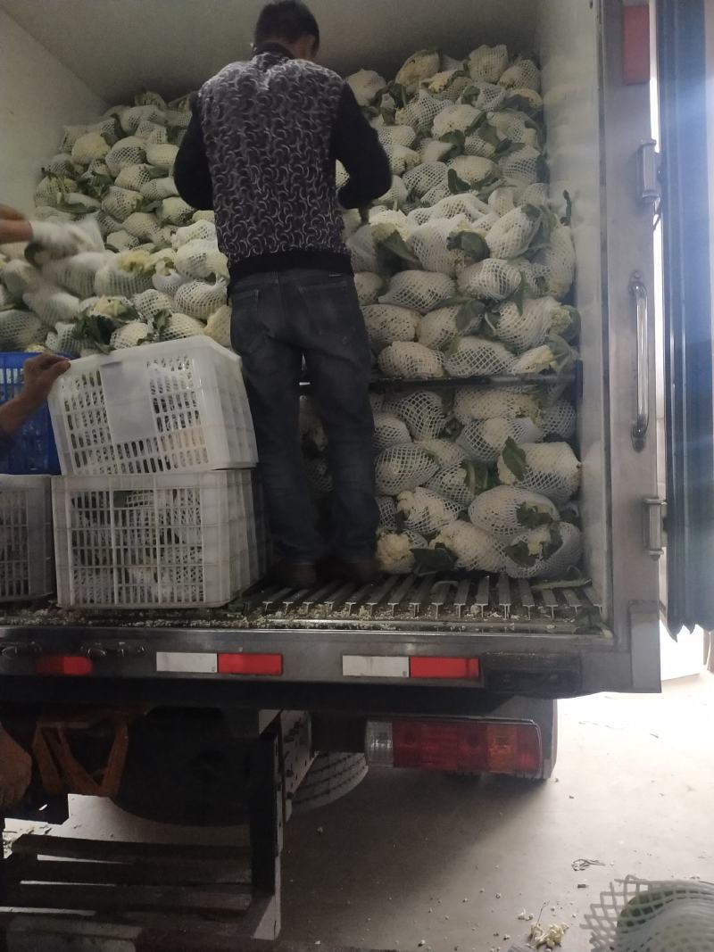湖北湖北精品散花，松花菜，保质保量，需全国客商长期合作