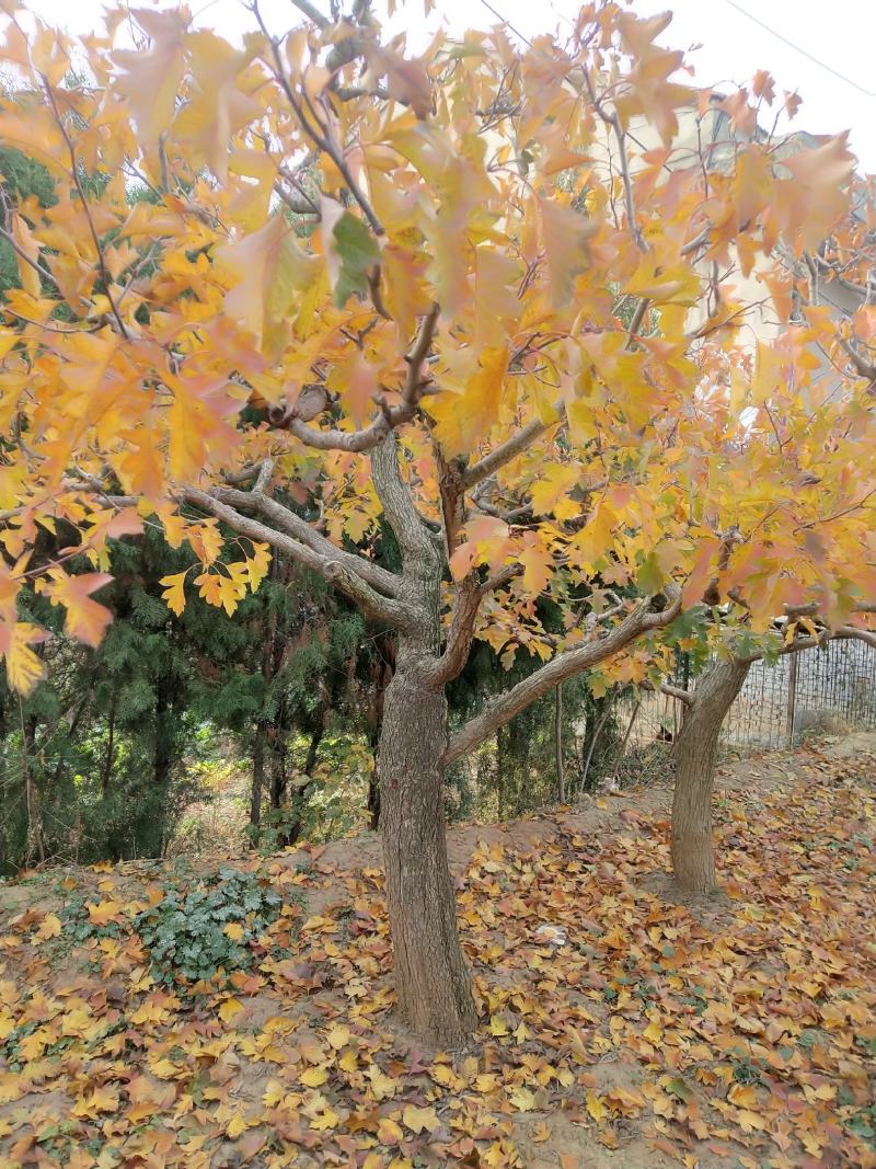 十至二十五公分山楂树