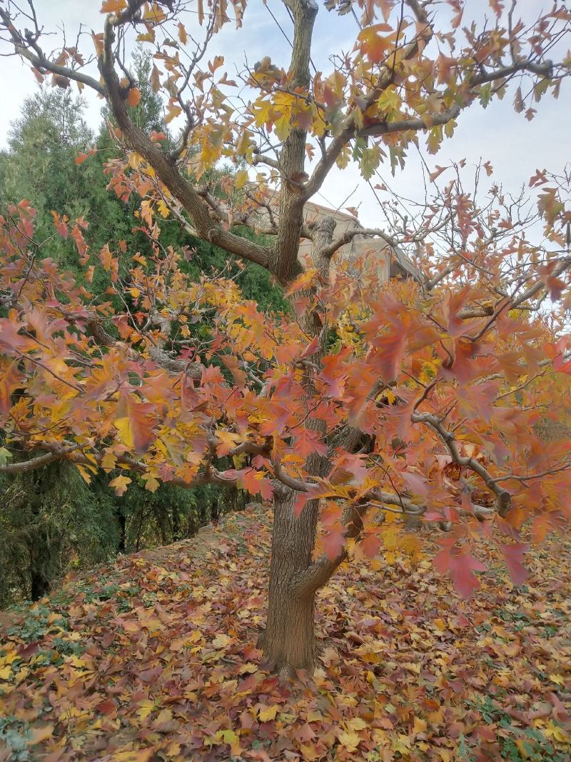 十至二十五公分山楂树