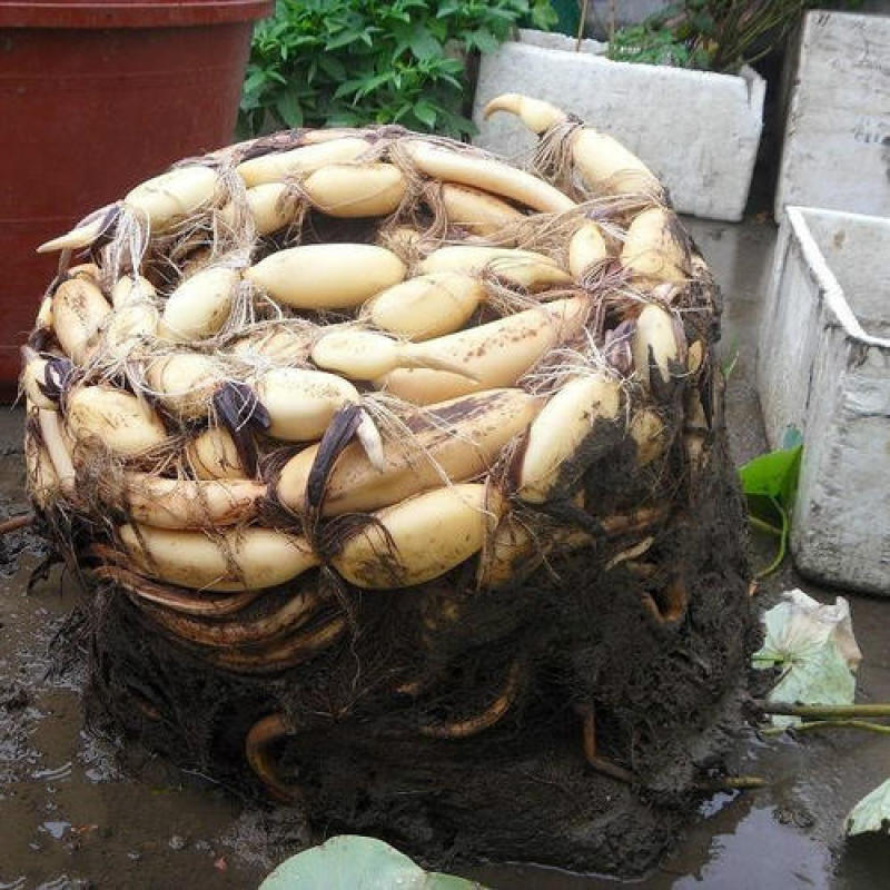 莲藕根苗池塘观赏荷花食用藕苗莲花苗盆栽荷花种根苗莲藕种