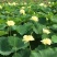 莲藕根苗池塘观赏荷花食用藕苗莲花苗盆栽荷花种根苗莲藕种