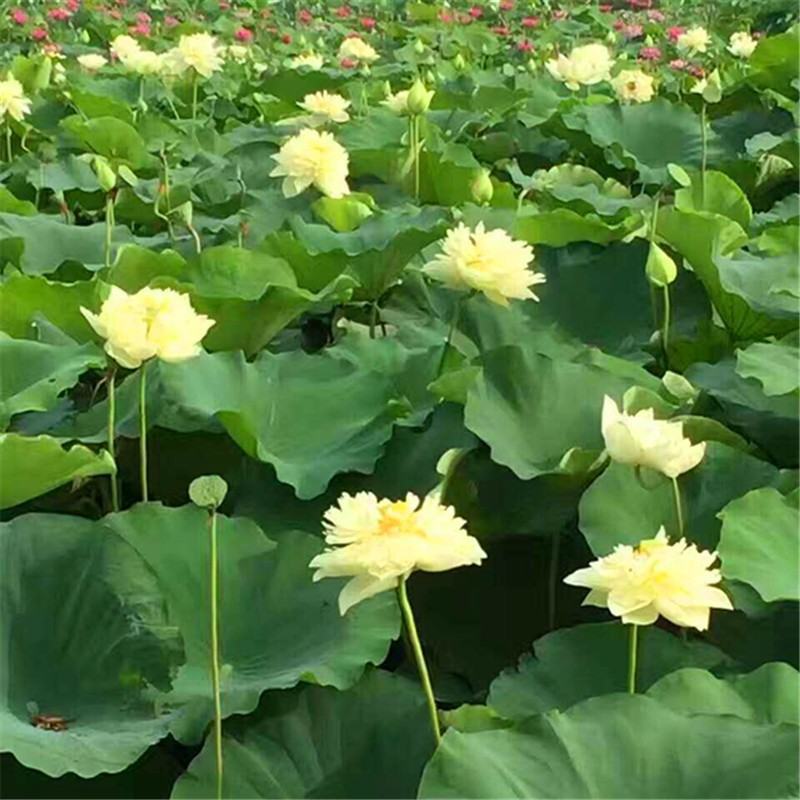 莲藕根苗池塘观赏荷花食用藕苗莲花苗盆栽荷花种根苗莲藕种