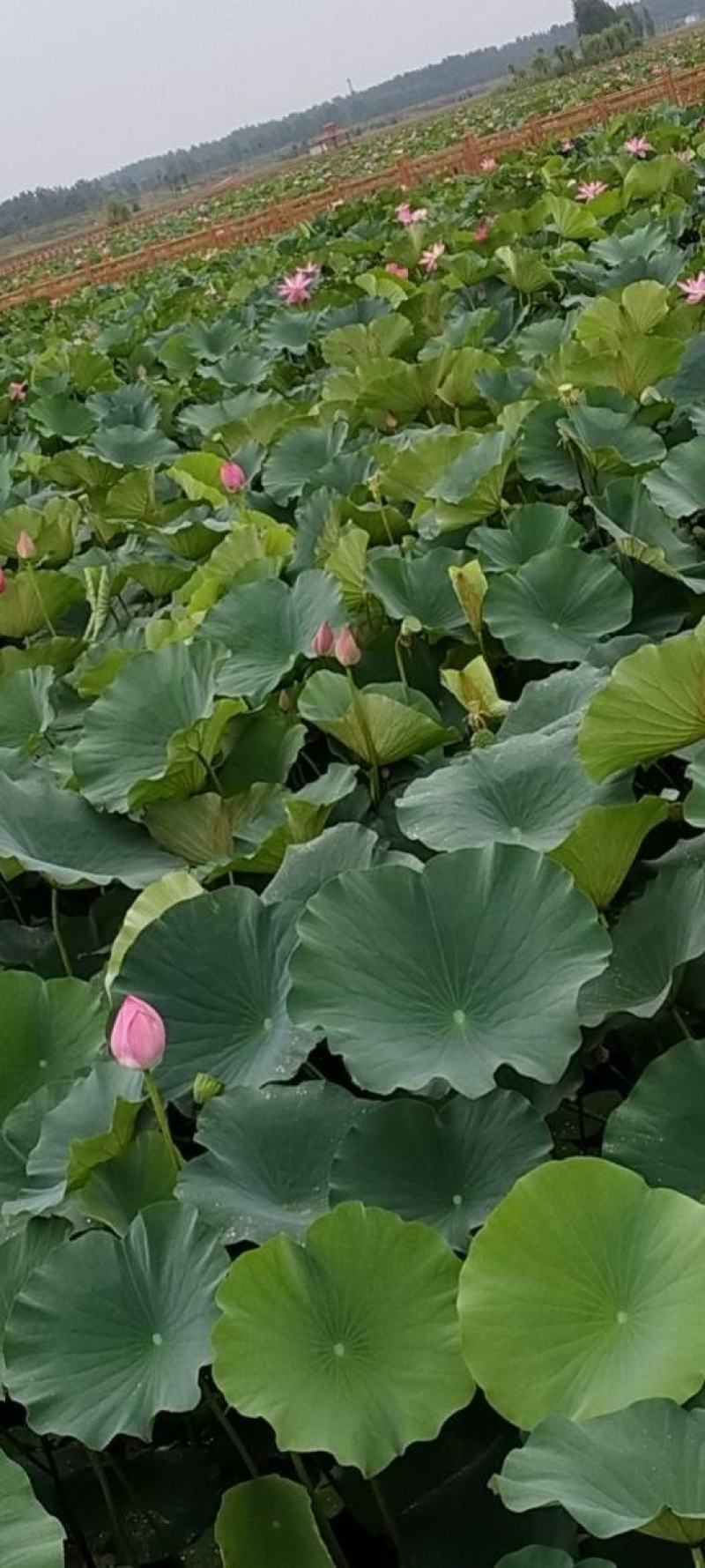 莲藕根苗池塘观赏荷花食用藕苗莲花苗盆栽荷花种根苗莲藕种