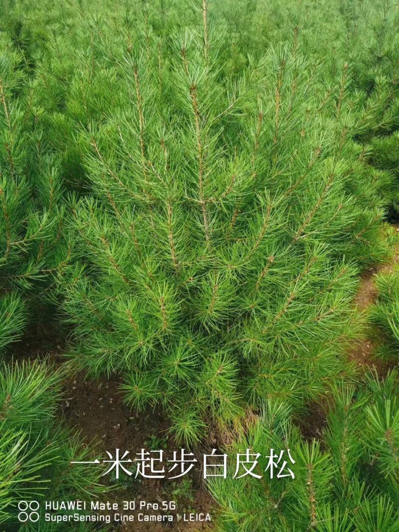 一米白皮松山西白皮松白皮松