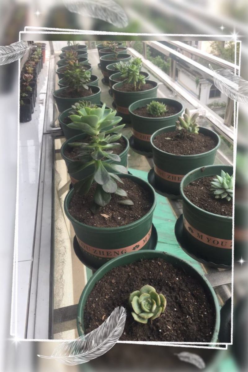 高款加仑花盆塑料特价清仓厂家直销批发绿萝小盆栽托盘特大号