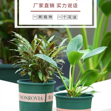 高款加仑花盆塑料特价清仓厂家直销批发绿萝小盆栽托盘特大号