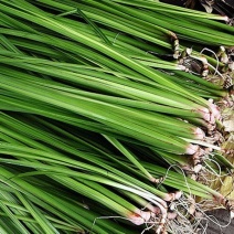 大山里野生石菖蒲水培植物可做鱼缸鱼塘池塘绿植庭院绿景好养