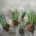 大山里野生石菖蒲水培植物可做鱼缸鱼塘池塘绿植庭院绿景好养