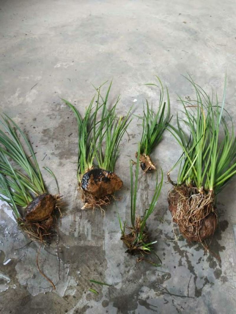 大山里野生石菖蒲水培植物可做鱼缸鱼塘池塘绿植庭院绿景好养
