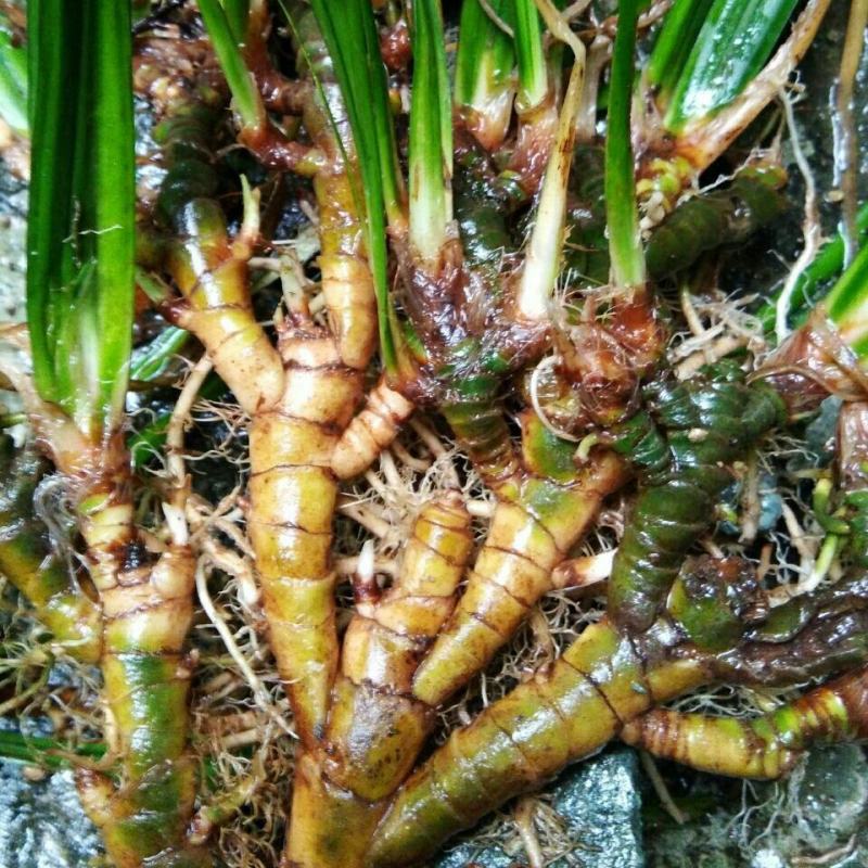 大山里野生石菖蒲水培植物可做鱼缸鱼塘池塘绿植庭院绿景好养