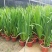 大山里野生石菖蒲水培植物可做鱼缸鱼塘池塘绿植庭院绿景好养