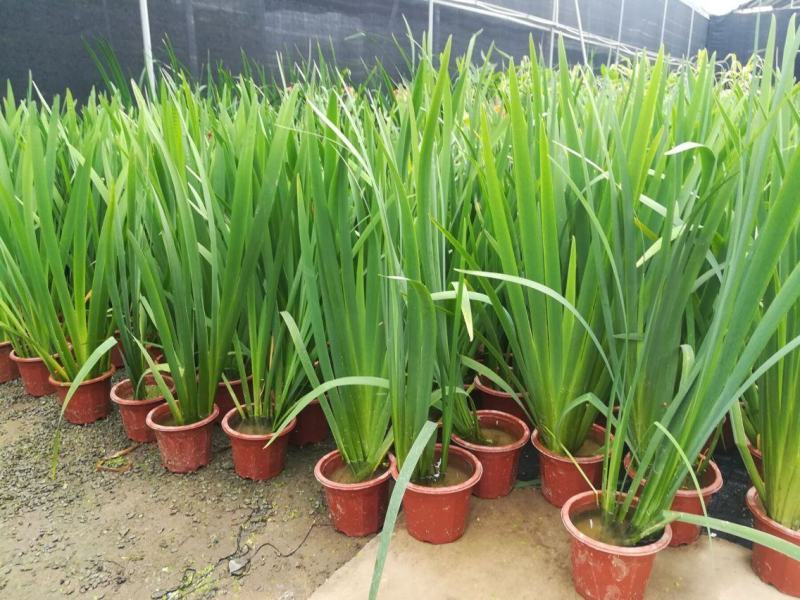 大山里野生石菖蒲水培植物可做鱼缸鱼塘池塘绿植庭院绿景好养