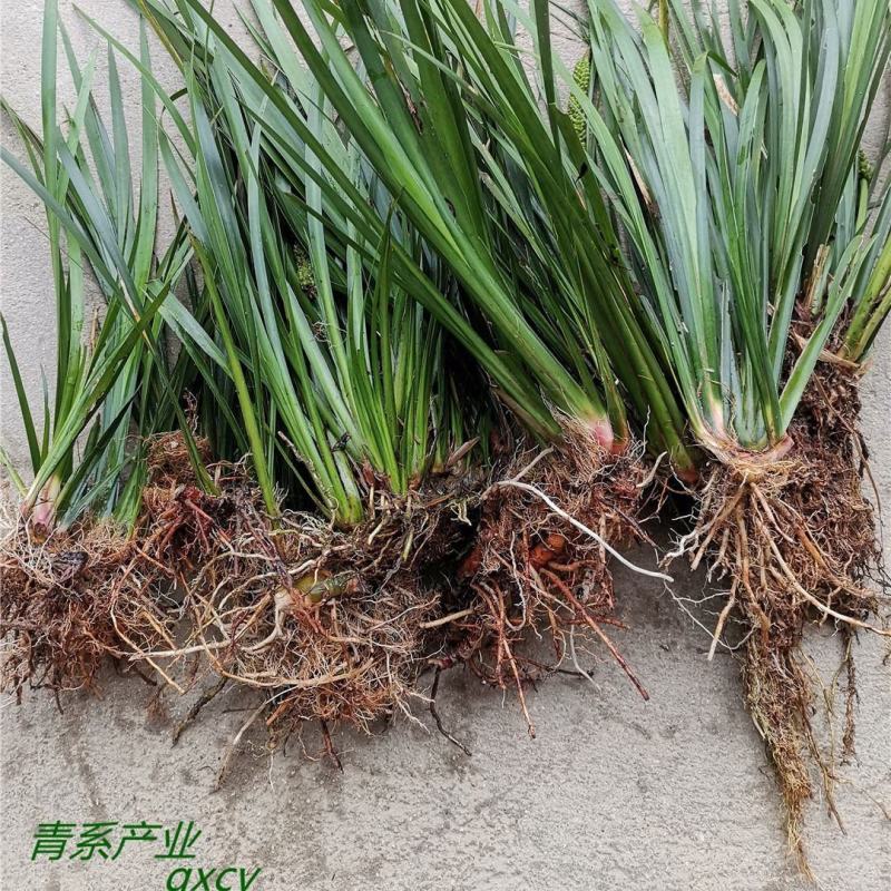 大山里野生石菖蒲水培植物可做鱼缸鱼塘池塘绿植庭院绿景好养